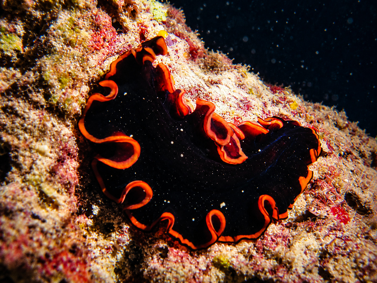 Marine life during a night dive