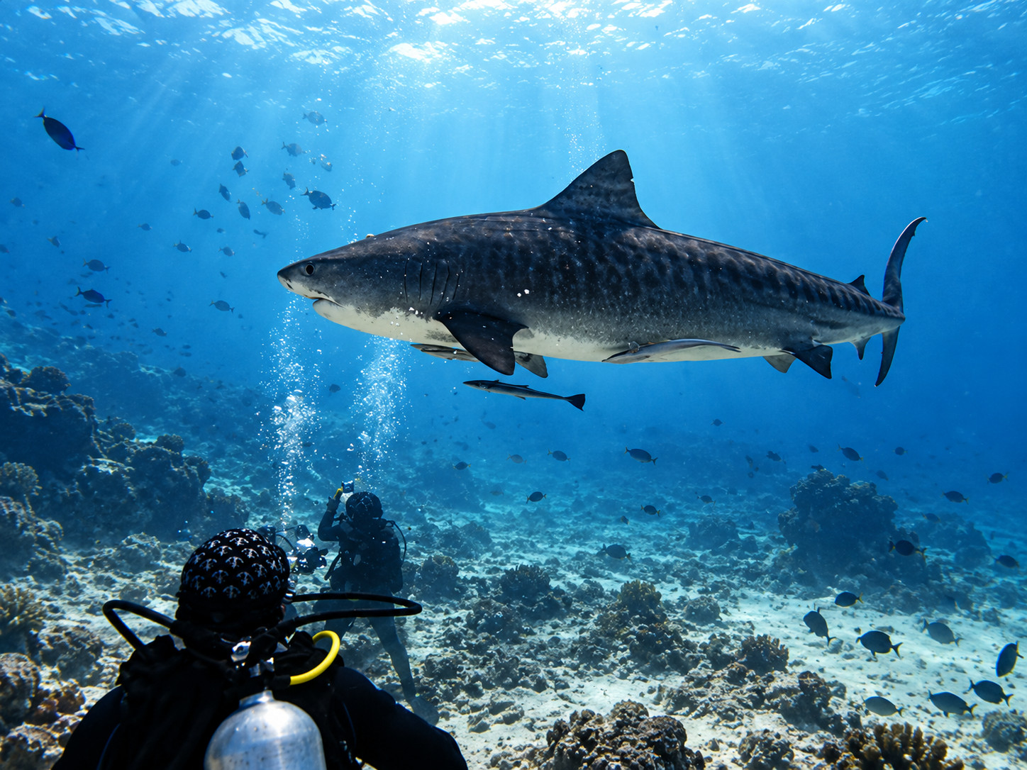 Shark diving in the Maldives