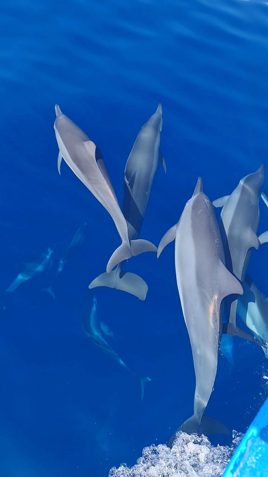 Dolphins during a Maldives cruise