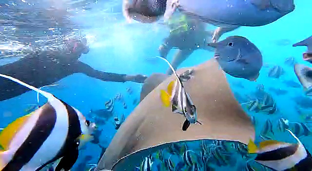 Guided snorkeling with tropical fish